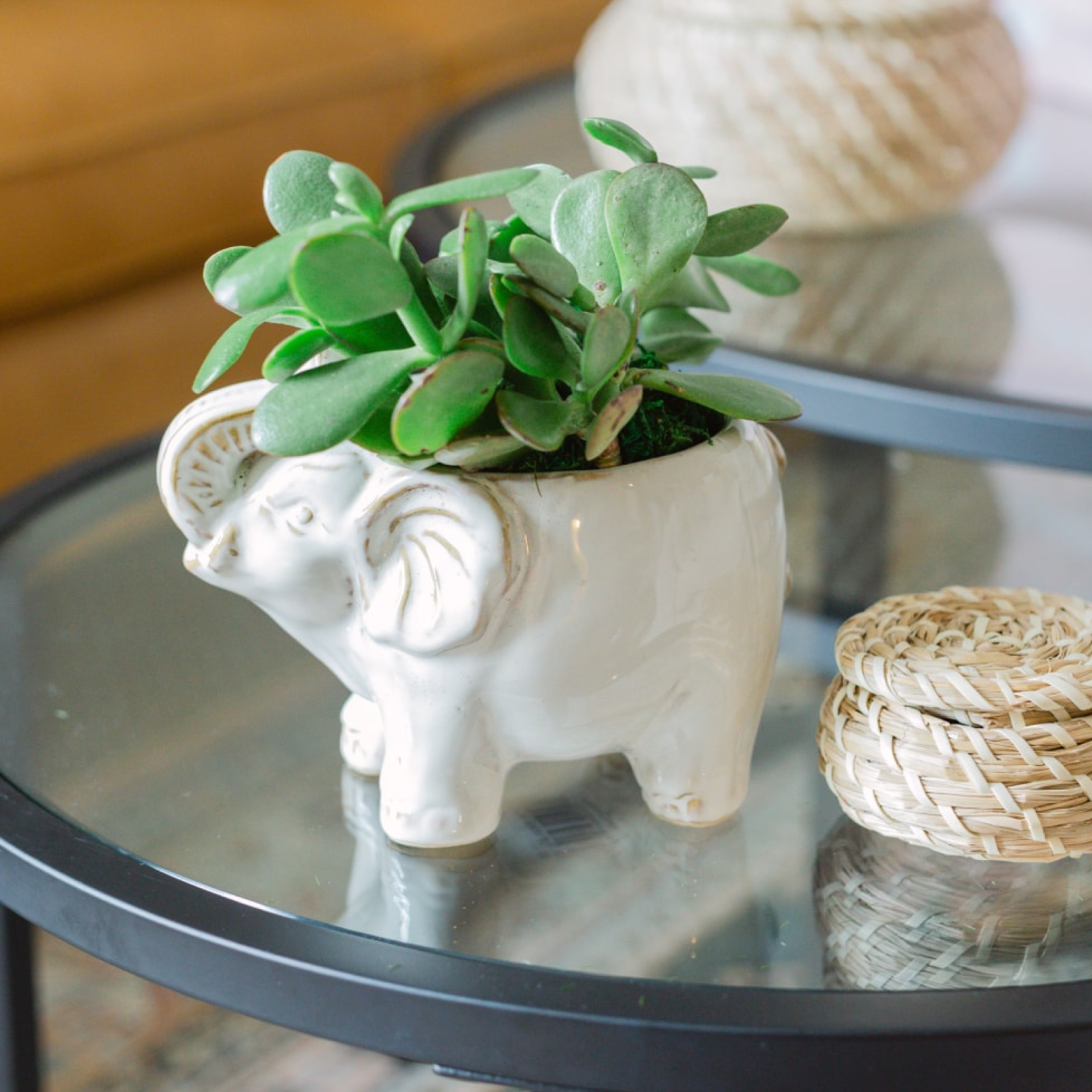 Levain x UrbanStems Desk Plant Gift Set
